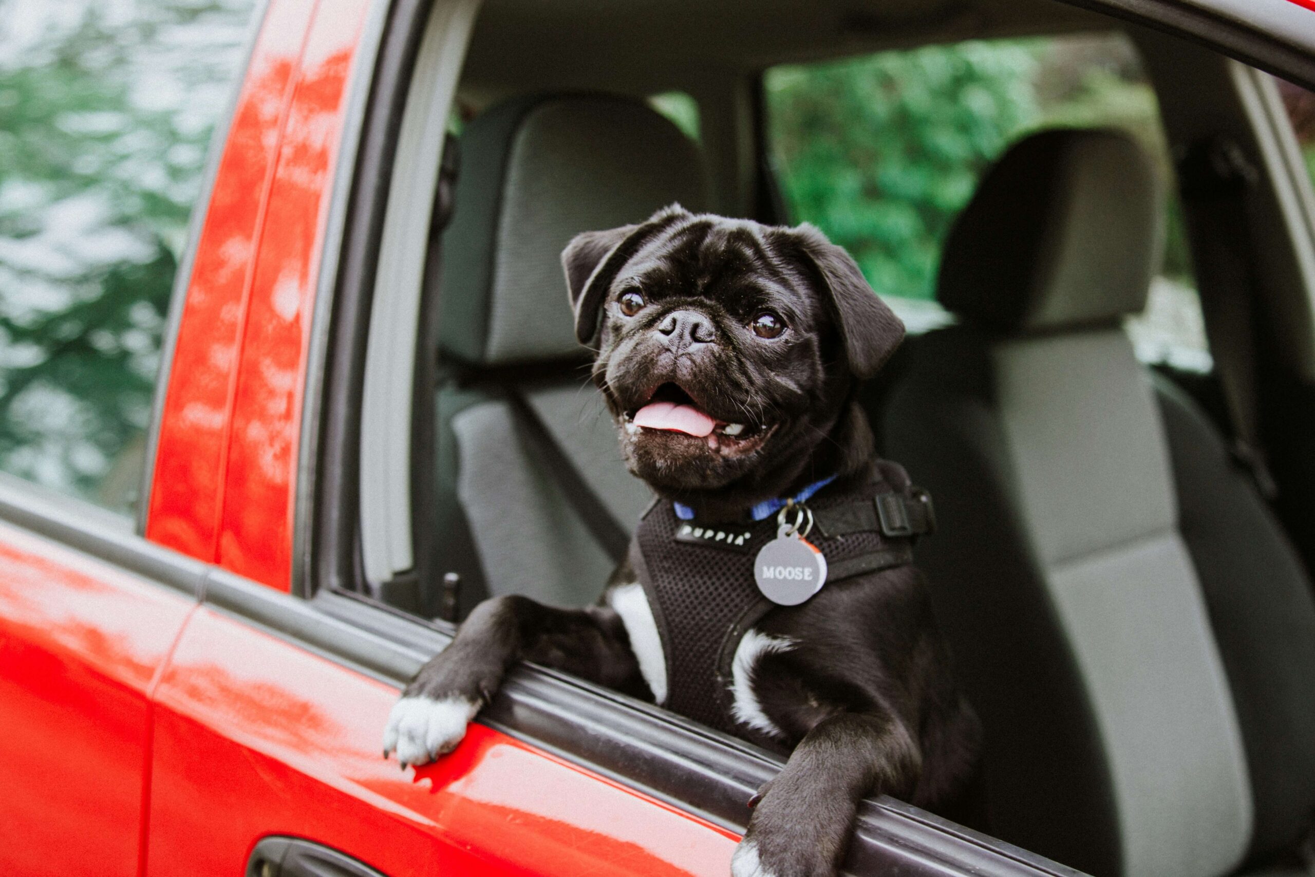 como-llevar-perro-coche