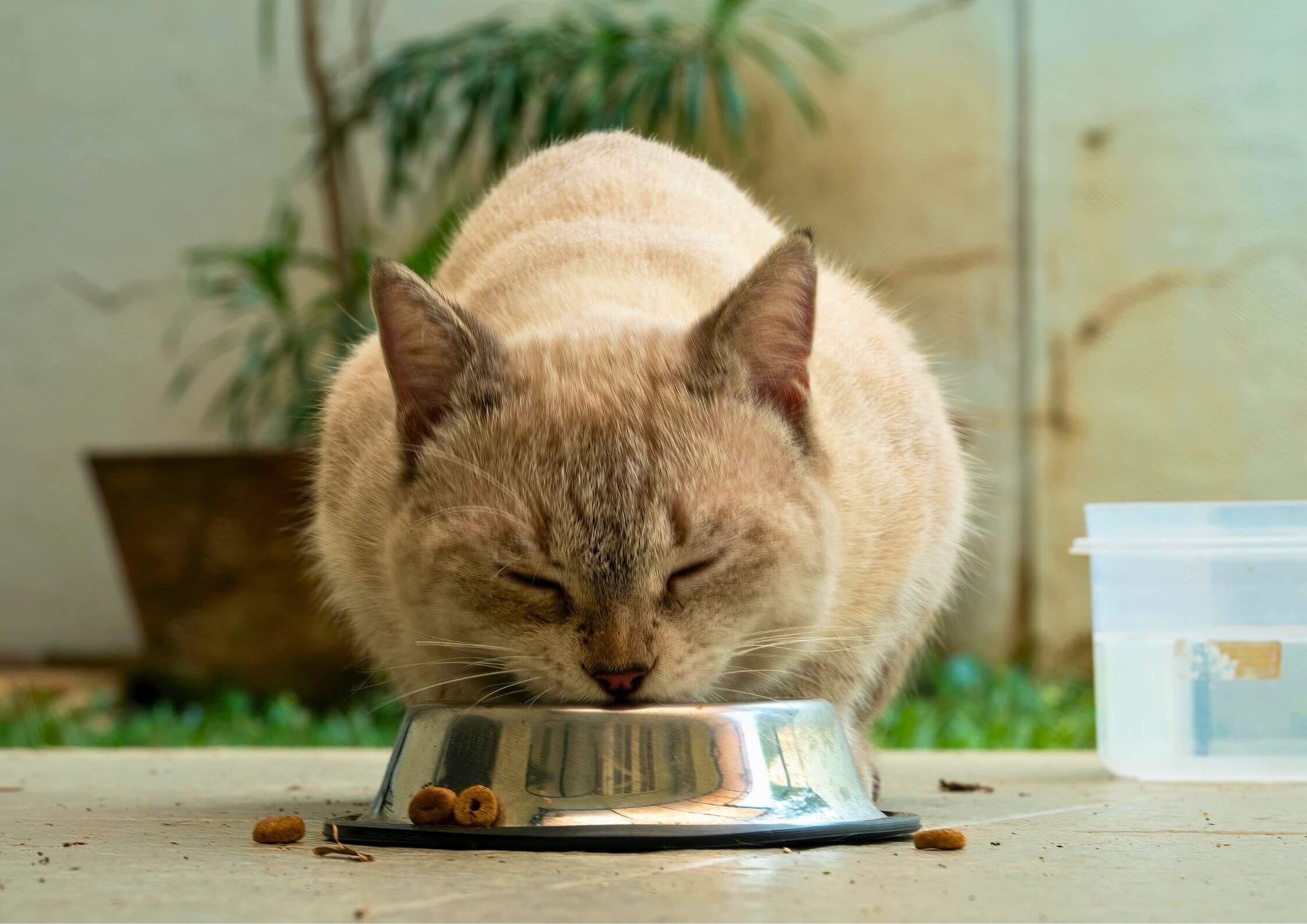Foto noticia: Alimentos para mascotas: lo que tu mejor amigo necesita