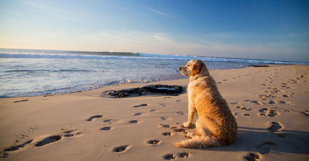 Foto noticia: Consejos para cuidar de tu perro o gato en verano
